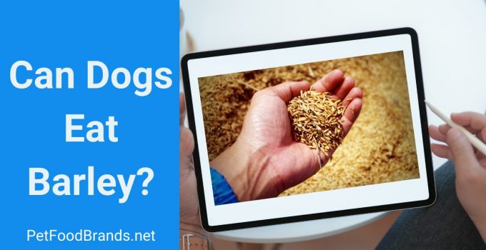 Can dogs eat barley?