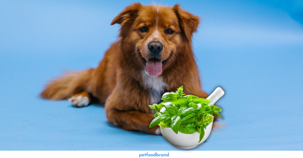 Can dogs eat basil
