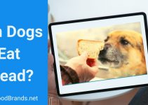 Can dogs eat bread? Health Benefits and Risks