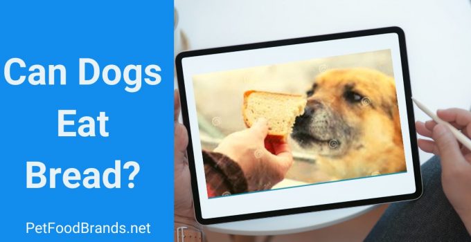 Can dogs eat bread? Health Benefits and Risks