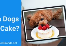 Can dogs eat cake? Is it healthy?