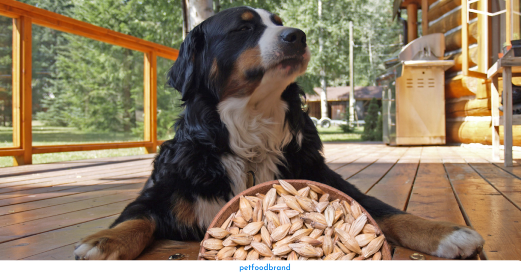 Can dogs eat eat barley
