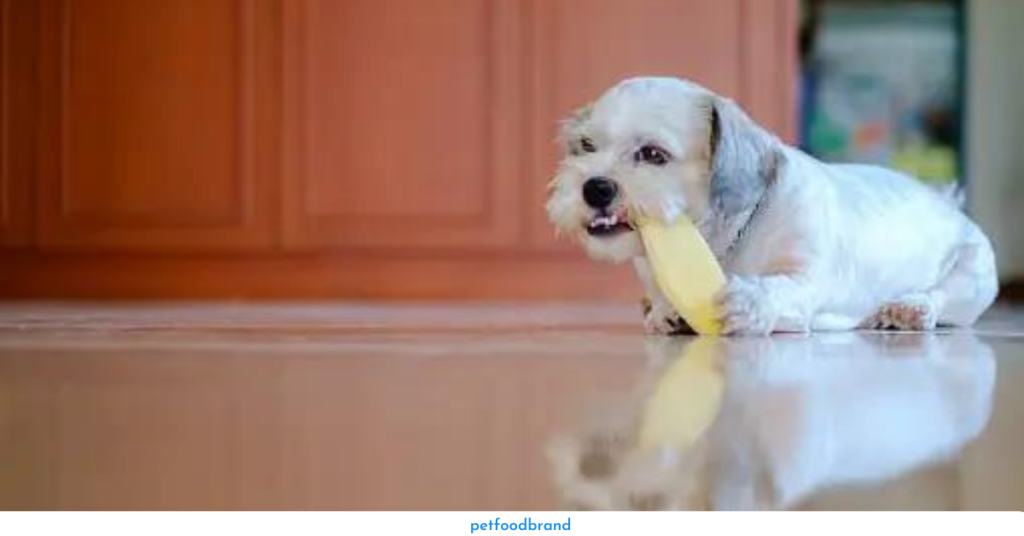 Can dogs eat mango