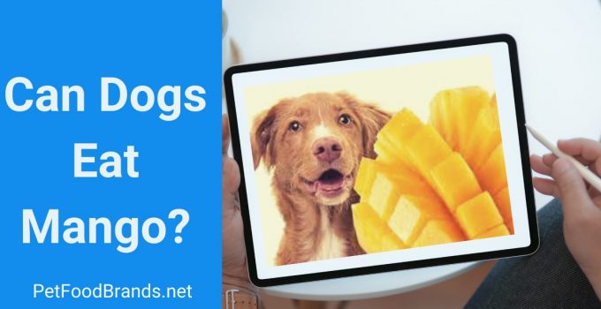 Can dogs eat mango? (Fruit, skin, and seed)