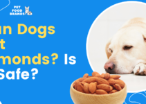 Can Dogs Eat Almonds? Is it Safe?