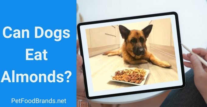 Can dogs eat almonds? Is it safe?