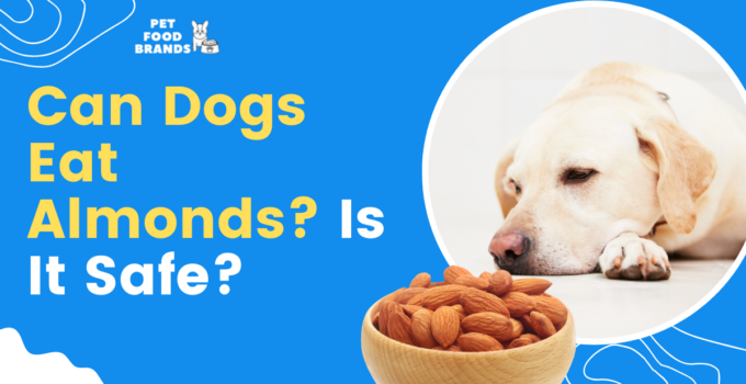 can-dogs-eat-almonds