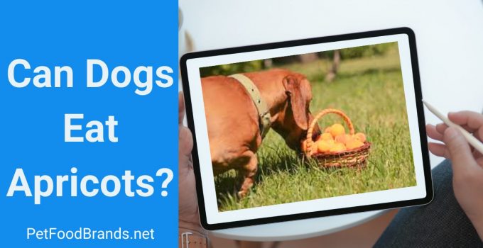 Can Dogs Eat Apricots? Jam, seeds, and yogurt