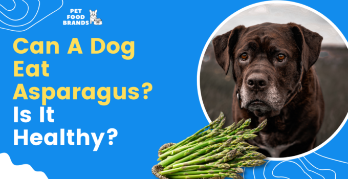 can-dogs-eat-asparagus