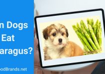 Can a Dog Eat Asparagus? Is it healthy?
