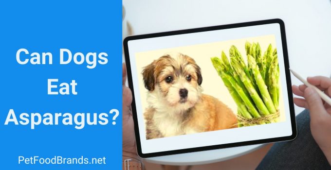 Can a Dog Eat Asparagus? Is it healthy?