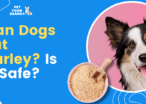 Can Dogs Eat Barley? Is it Safe?