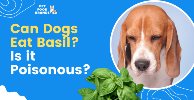 can-dogs-eat-basil