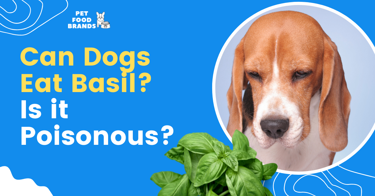 Can Dogs Eat Basil? Is it Poisonous?