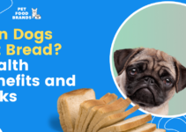 Can Dogs Eat Bread? Health Benefits and Risks