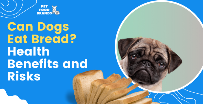 can-dogs-eat-bread