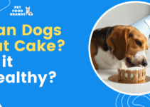 Can Dogs Eat Cake? Is it Healthy?