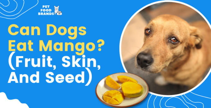 can dogs-eat-mango