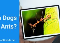 Can dogs eat ants?