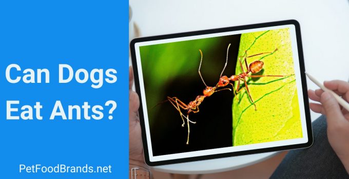 Can dogs eat ants?