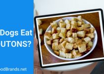Can dogs eat croutons? Is there any risk?