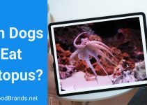 Can dogs eat Octopus? Is it harmful?
