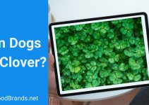 Can dogs eat clover?