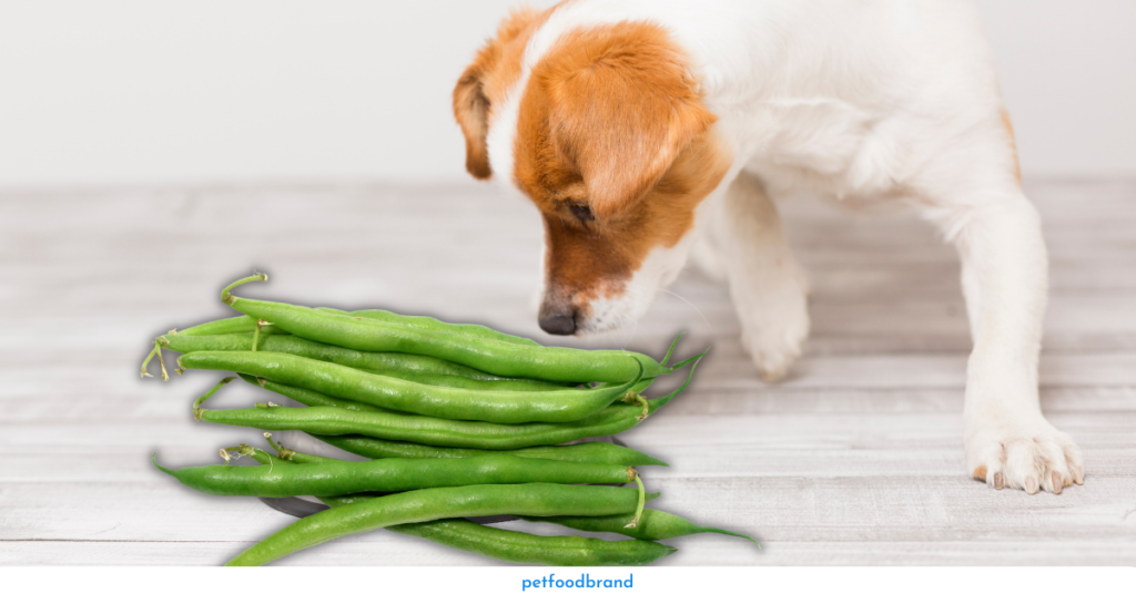 Can dogs eat fava beans