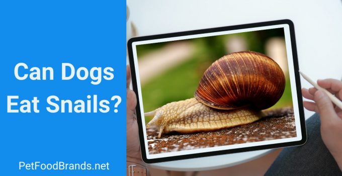 Can dogs eat snails? Do they cause lungworm infestation?