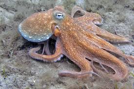 Octopus head