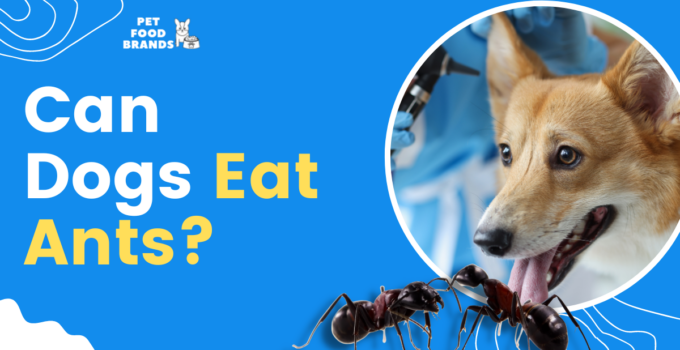 can-dogs-eat-ants