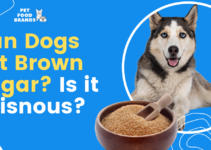 Can Dogs Eat Brown Sugar? Is it Poisnous?