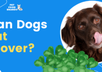 Can Dogs Eat Clover?
