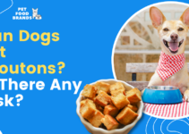 Can Dogs Eat Croutons? Is there any Risk?