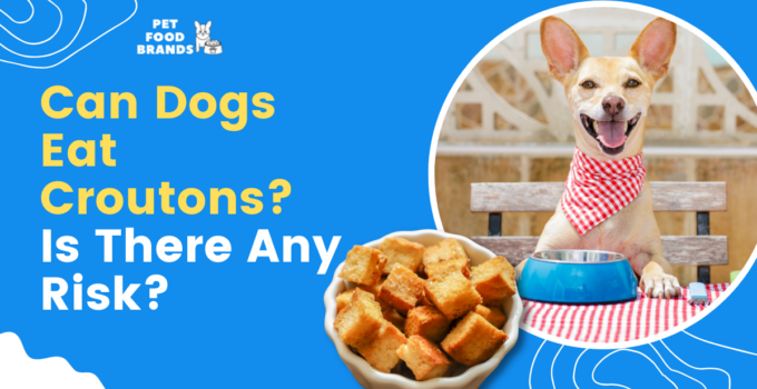 can-dogs-eat-croutons