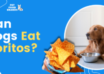 Can Dogs Eat Doritos?