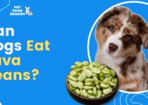 Can Dogs Eat Fava Beans?