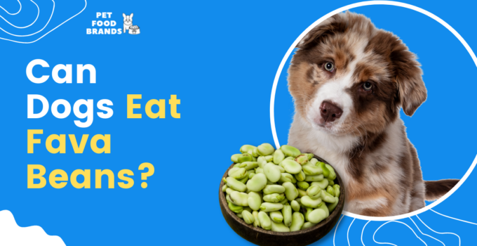 can-dogs-eat-fava-beans