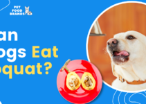 Can Dogs Eat Loquat?