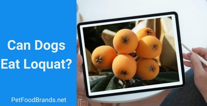 can dogs eat loquat