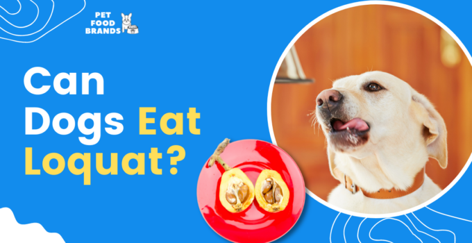 can-dogs-eat-loquat