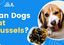 Can Dogs Eat Mussels?