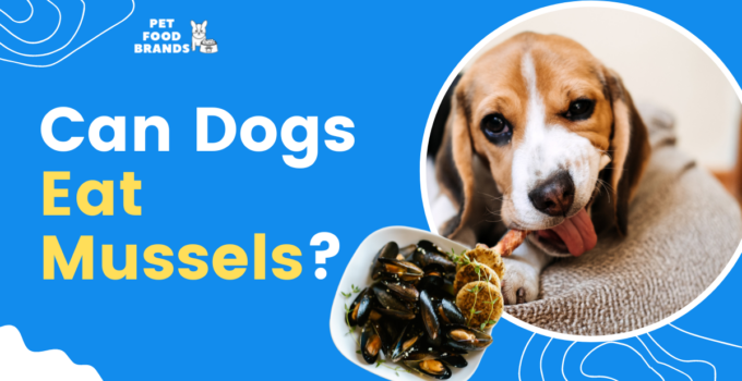 can-dogs-eat-mussels