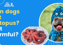Can Dogs Eat Octopus? Is it Harmful?