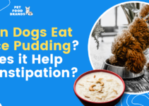 Can Dogs Eat Rice Pudding? Does it Help Constipation?