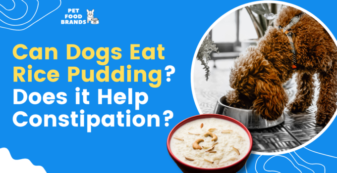 can-dogs-eat-rice-pudding