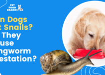 Can Dogs Eat Snails? Do they Cause Lungworm Infestation?