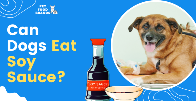 can-dogs-eat-soy-sauce