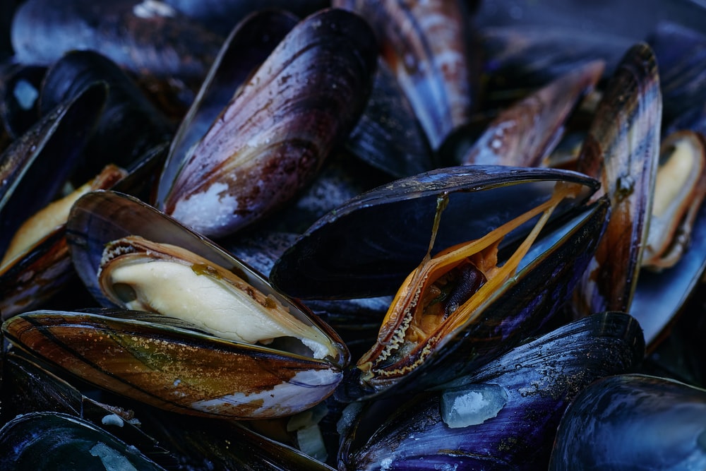 raw mussels