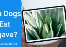 Can Dogs Eat Agave? Will My Dog Die After Eating Agave?